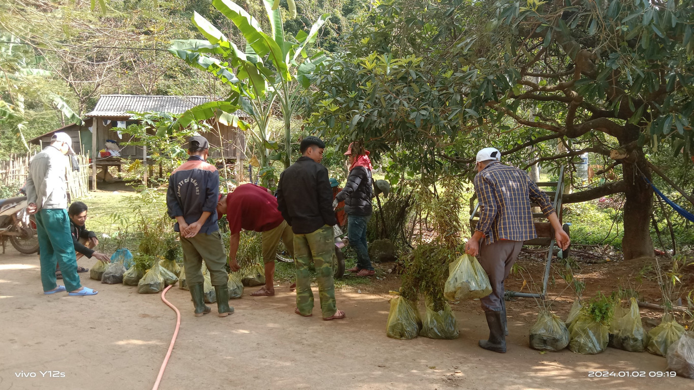 Đồng b&agrave;o V&acirc;n Kiều th&ocirc;n Trăng - T&agrave; Puồng chuyển c&acirc;y bản địa phục vụ việc trồng rừng  - Ảnh: L.M.H